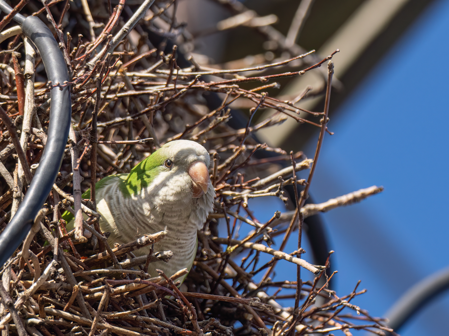 Christmas Bird Count 2022 Preetalina Photography